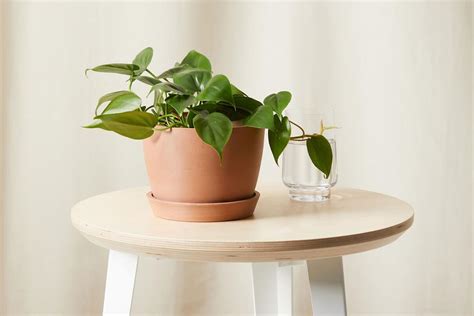 The 10 Best Hanging Plants For Creating An Indoor Jungle The Seattle