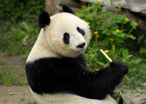 Négyzet Behatolás Időszerű Magyarország Panda Szed Lázadó Fellebbezés