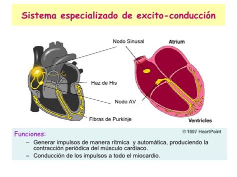 Fisiologia Cardíaco Enfermería