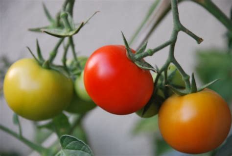 Green Orange And Red Tomatoes Yousef Elbes Flickr