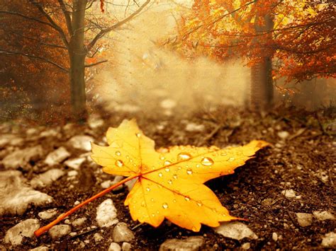 Fall Season Wallpapers Top Free Fall Season Backgrounds Wallpaperaccess