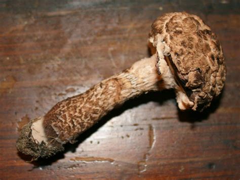 Edible Mushroom The Old Man Of The Woods The Survival