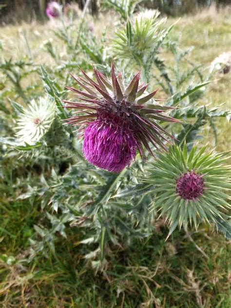 Musk Thistle Carduus Nutans Wisconsin Stock Photo Image Of Kettle