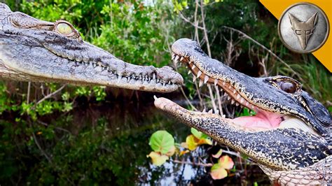 Are Crocodiles More Aggressive Than Alligators The 19 Top Answers