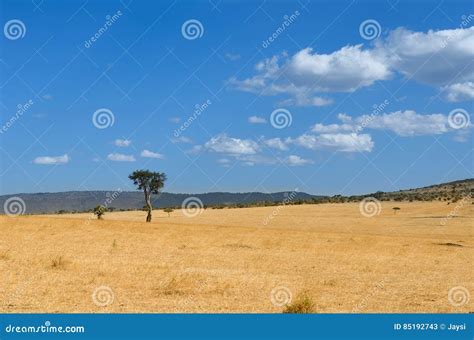 African Savanna Landscape Masai Mara Park Kenya Africa Stock Image
