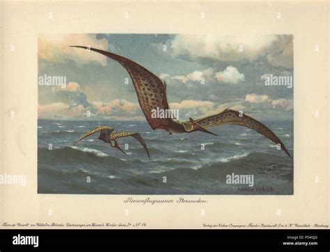 Pteranodon From The Greek For Wing And Toothless Were Large Flying Pterosaurs From The