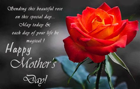 Beautiful Rose For Mothers Day Free Flowers Ecards 123 Greetings