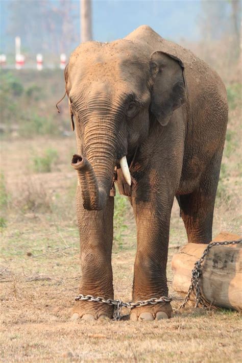 Pyydystetyt norsut elävät vankeudessa lyhyemmän elämän - Uutiset - Aamuset