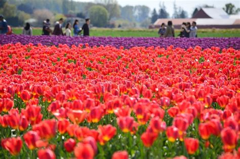 El Valle Tulip Festival De Skagit Estalla Con Colores Y Muchedumbres De