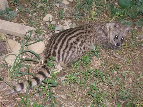 Small Indian Civet Animal Of The World Wiki
