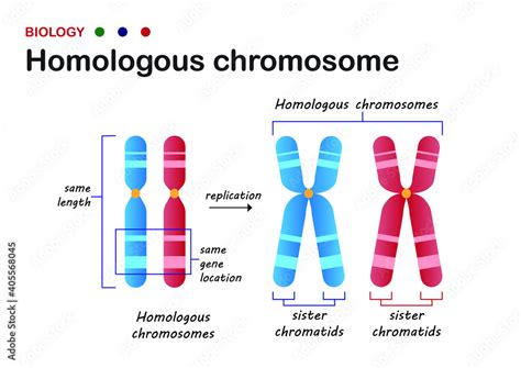 Biology Diagram Present Structure Of Homologous Chromosome In Living