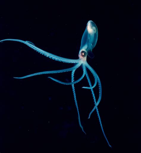 Glowing Octopus Octopus Sea Creatures Creatures