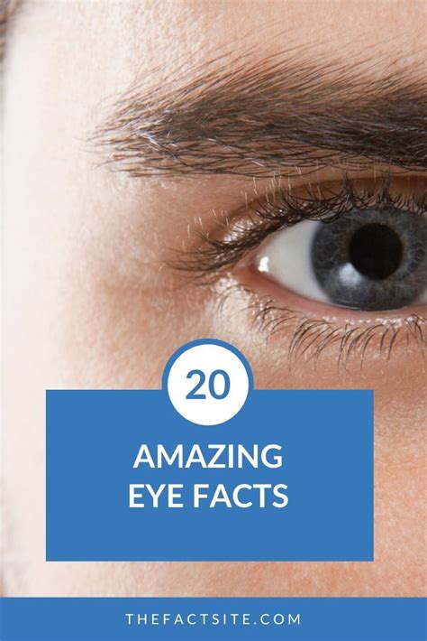 20 Amazing Eye Facts The Fact Site