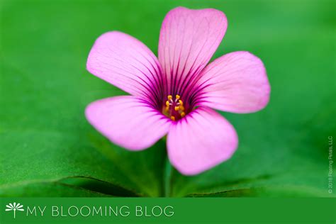 Four Leaf Clover Floating Petals Blooming Blog And Floral Photography