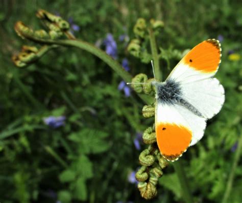 Orange Tip Butterfly © Jon Alexander Geograph Britain And Ireland