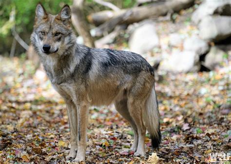 Annual Count Shows Mexican Wolf Population Reaches Record Numbers