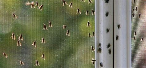 How To Identify And Get Rid Of Cluster Flies In Your Premises