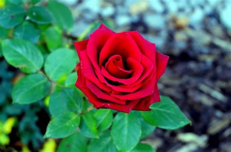Free Picture Leaf Red Macro Flower Petal Rose Flora Nature