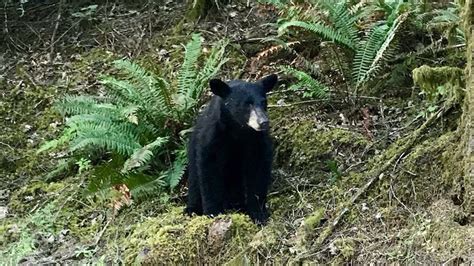 Wildlife Biologists Kill Habituated Black Bear Seen Several Times