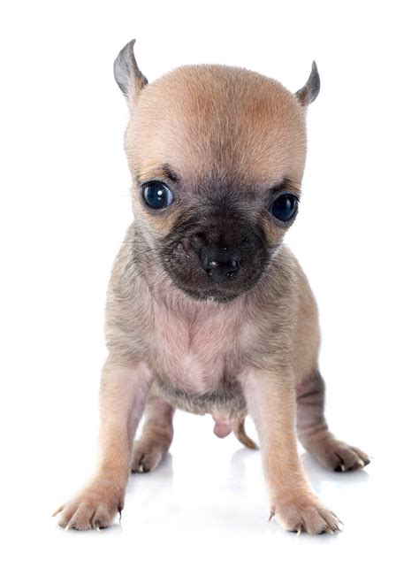 Easily Browse Adorable Pictures Of The Cutest Chihuahua