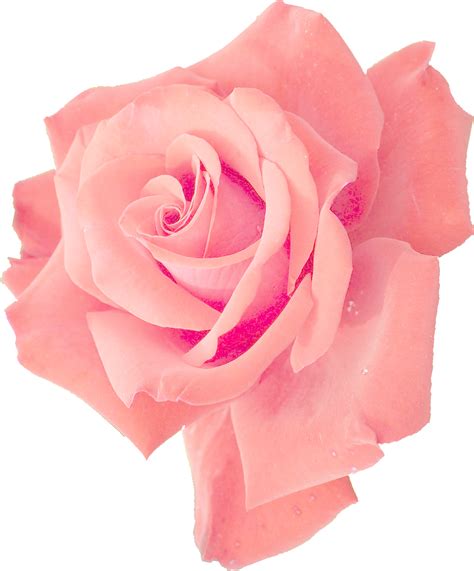 Download Rose Flower Vector Png