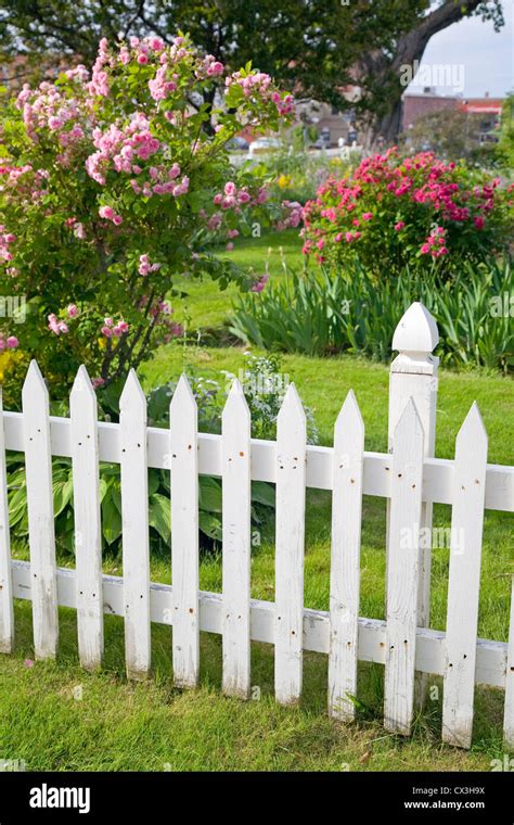 Rustic White Picket Fence With Roses And Other Flowers In The