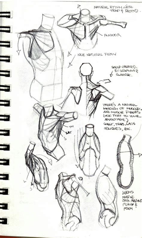 Figure Drawing Tutorial Male Figure Drawing Figure Drawing Reference