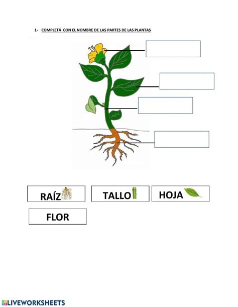 The Parts Of A Plant In Spanish With Pictures On It And Words Below