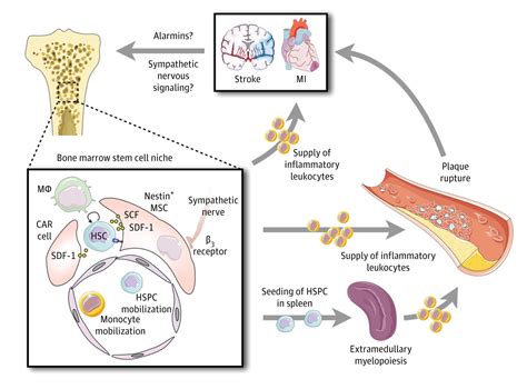 The Innate Immune System After Ischemic Injury Lessons To Be Learned