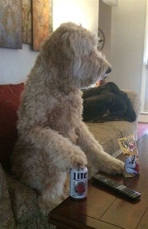 Giant Labradoodles Dog Hilarious Humor Laughing Lol Awkward Moment