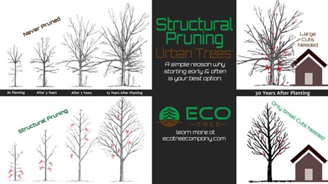 Why Structural Pruning Is Important For Young Trees Eco Tree Company