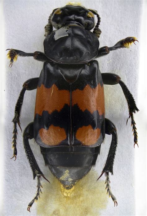 Banded Sexton Beetle Nicrophorus Beetles Of Idaho And Rocky Mountains