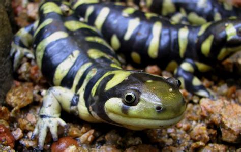 Tiger Salamander Northwest Wildlife Preservation Society