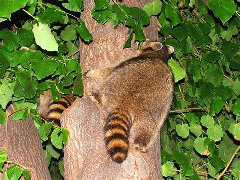 How do raccoons get rabies and what are the symptoms of rabid raccoons? Raccoon distemper warnings | Worms & Germs Blog