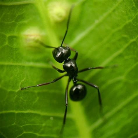Ordo coleoptera merupakan ordo terbesar dari serangga. Memahami Keunikan Semut Si Hewan Kecil
