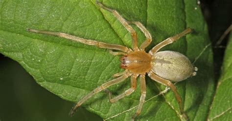 Scariest Spiders List Types Of Dangerous Spider Species