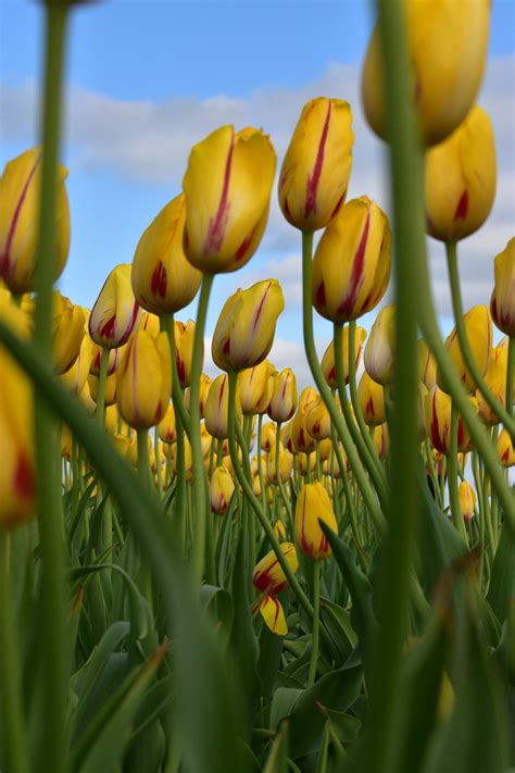 3 Terrific Texas Tulip Farms Fields Pick Your Own Lone Star