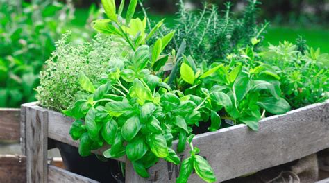 Homegrown Flavor Growing Your Own Herb Garden Houseopedia