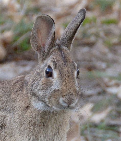 These are some of the images that we found within the public domain for your real bunny face keyword. bunny | Cute animals, Animal pictures, Animals beautiful