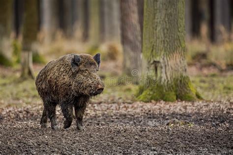 Big Wild Boar In The European Forest Stock Image Image Of Mammal