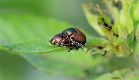 How To Kill Japanese Beetles Lenoir Tree Service