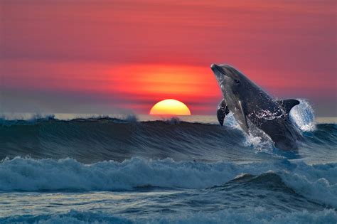 Sunset Dolphin Serenity 4k