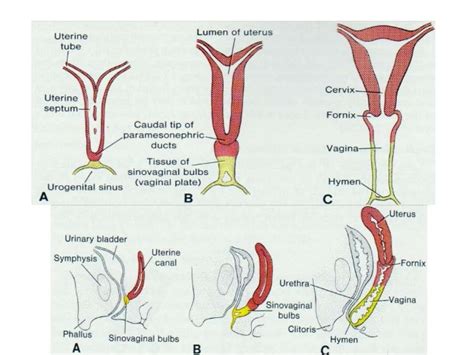 Women have a lot of body parts to find sexy, but i narrowed it down to the 12 that make us weakest in the knees. Development of the female reproductive system