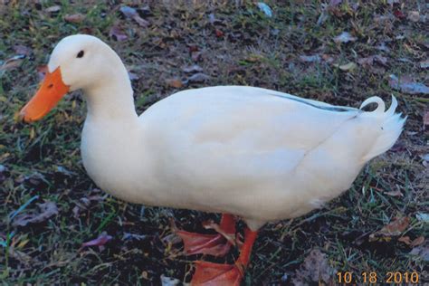 White Pekin Ducks Waterfowl Hatchery Cackle Hatchery®