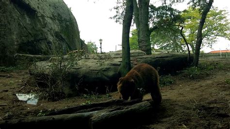 Grizzly Bears At Toledo Zoo Youtube