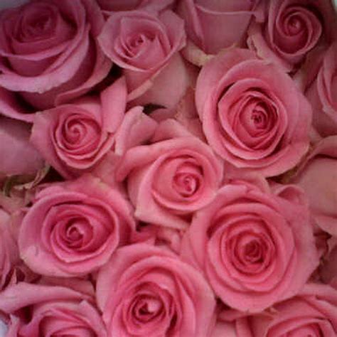 Fantastis 15 Bunga Mawar Pink Asli Gambar Bunga Hd
