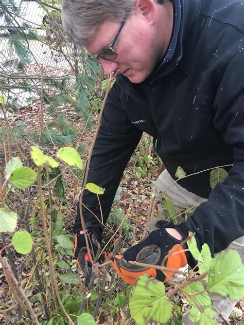6 Benefits Of Dormant Pruning In Ohio
