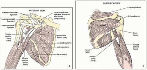 Anatomy, definition, ligaments & bones | kenhub. Upper Limb I: Shoulder Girdle | Radiology Key