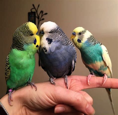 Look What I Pinned Keeping Parakeets As Pets Valuable Budgies
