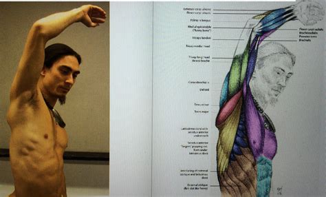 Anatomy Raised Arm Armpit Anatomy Tutorial Anatomy Reference